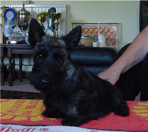 Henry 12 Wochen sitzend.